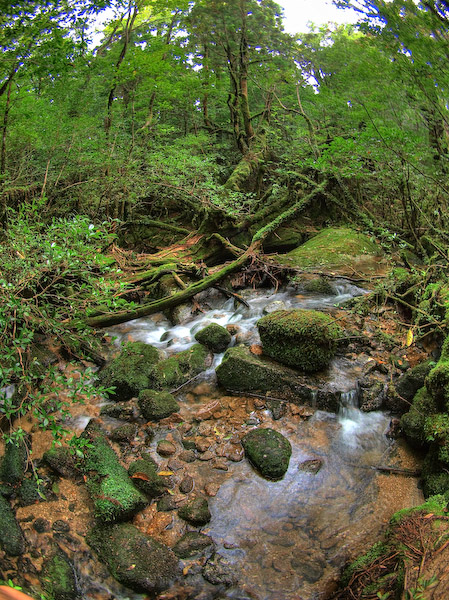 原生林歩道を流れる小川