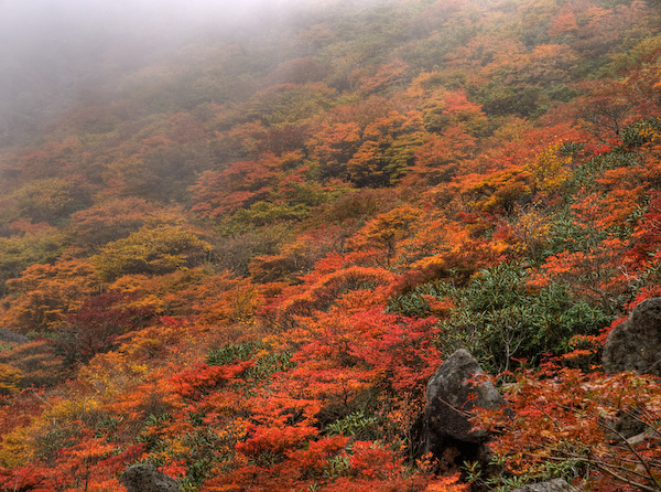 三色紅葉