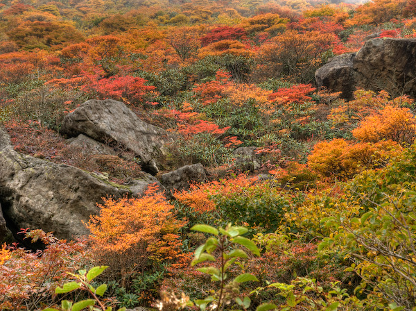 三色紅葉