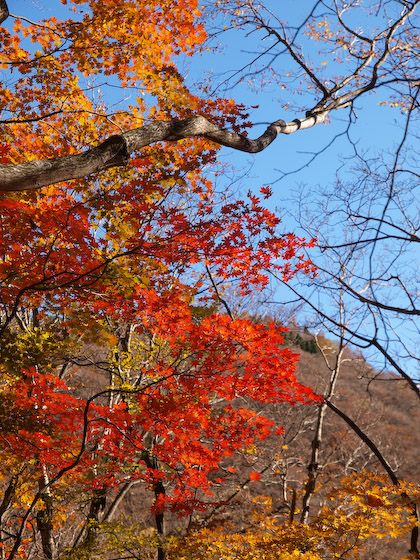 鳴子川の紅葉