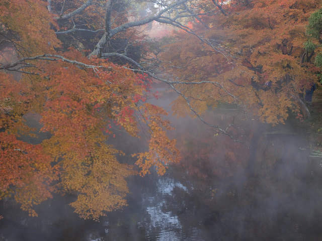 金鱗湖の紅葉