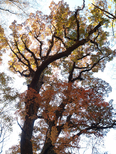 鳴子川の大木