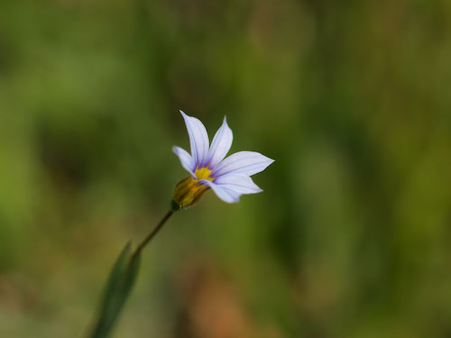 花牟礼山で