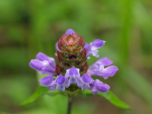 倉木山の花