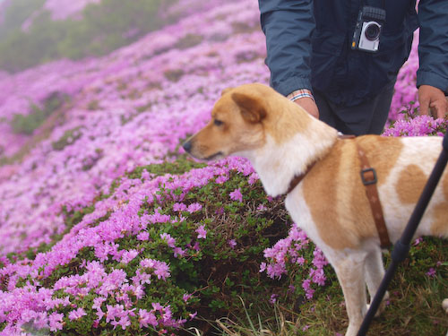 登山する犬@平治岳
