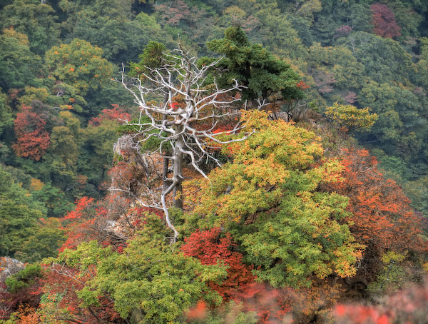 白骨化した木 HDR