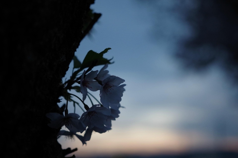 裏手の桜 - 意識の記録 理解のブログ
