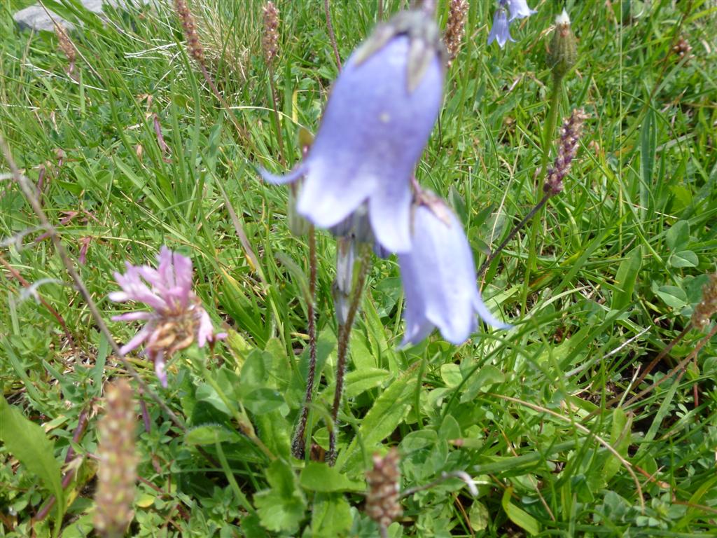 f:id:qualiadiversity:20160718105004j:plain