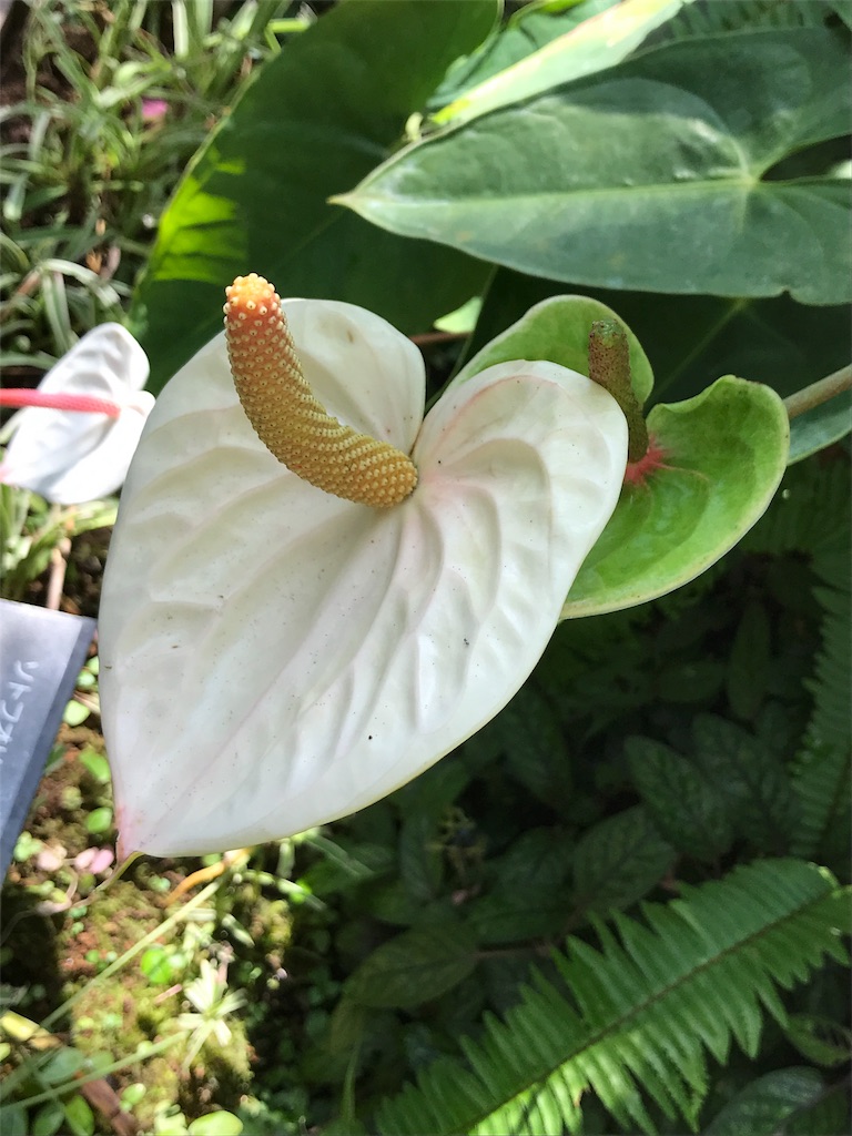 f:id:quartre-quarts:20180917221649j:image f:id:quartre-quarts:20180917221649j:image