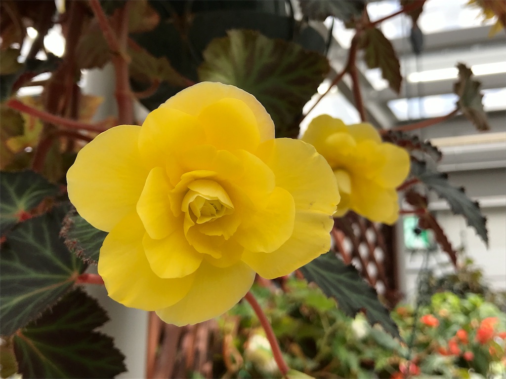 f:id:quartre-quarts:20180917223125j:image f:id:quartre-quarts:20180917223125j:image