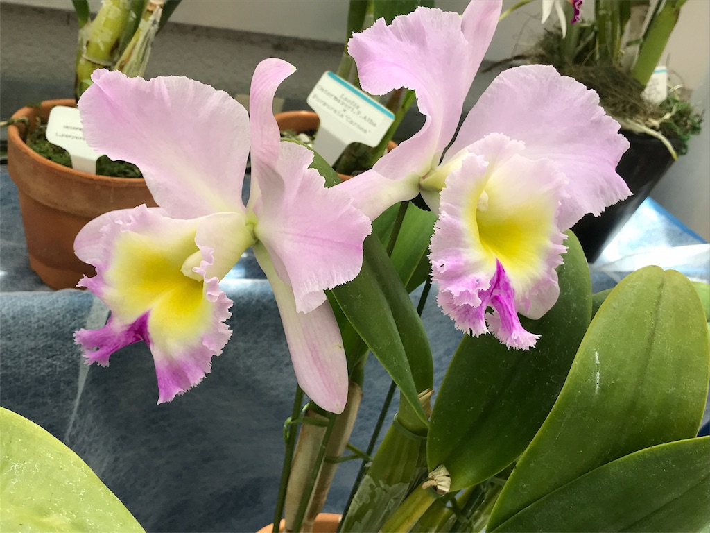 f:id:quartre-quarts:20180917223138j:image f:id:quartre-quarts:20180917223138j:image