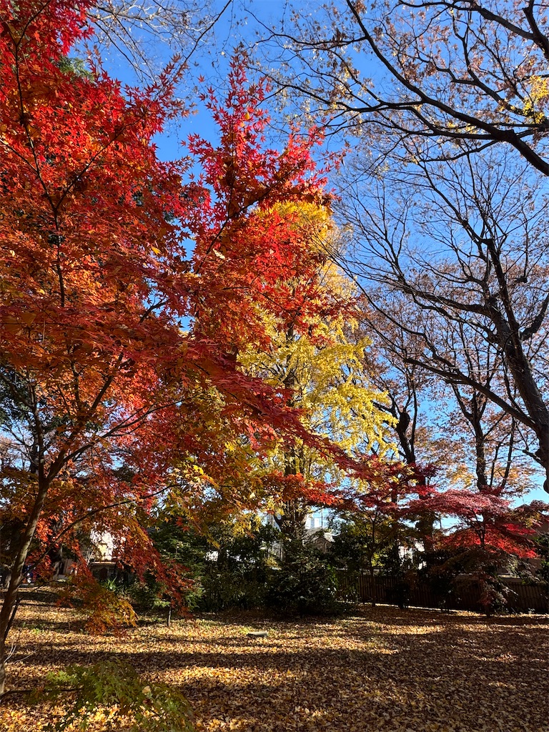 浄真寺:イチョウの大木