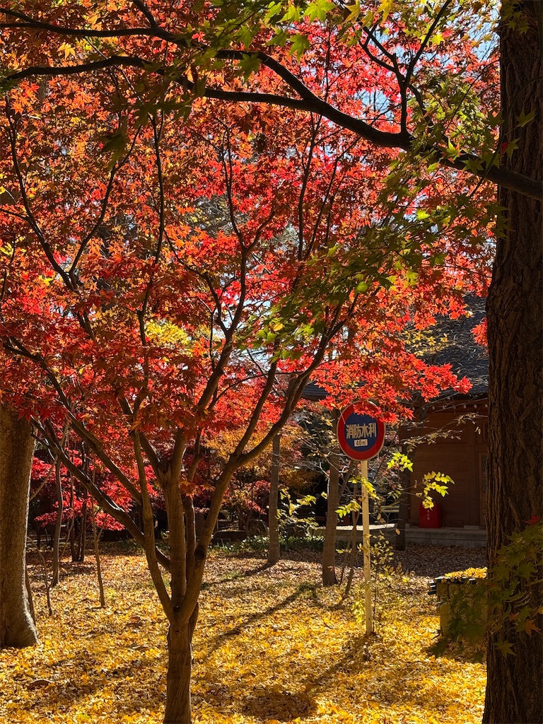 浄真寺:日が入ると赤が見事