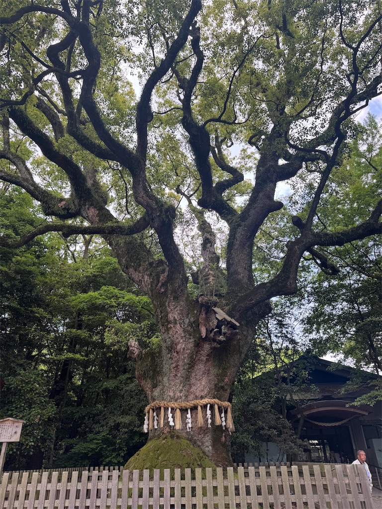 熱田神宮の大楠