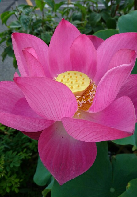 f:id:quatcot:20180802205308j:image