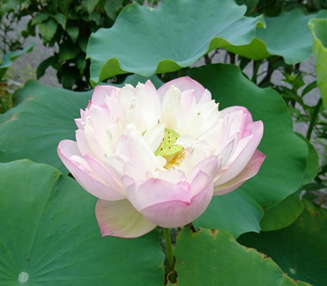 f:id:quatcot:20180806182833j:image