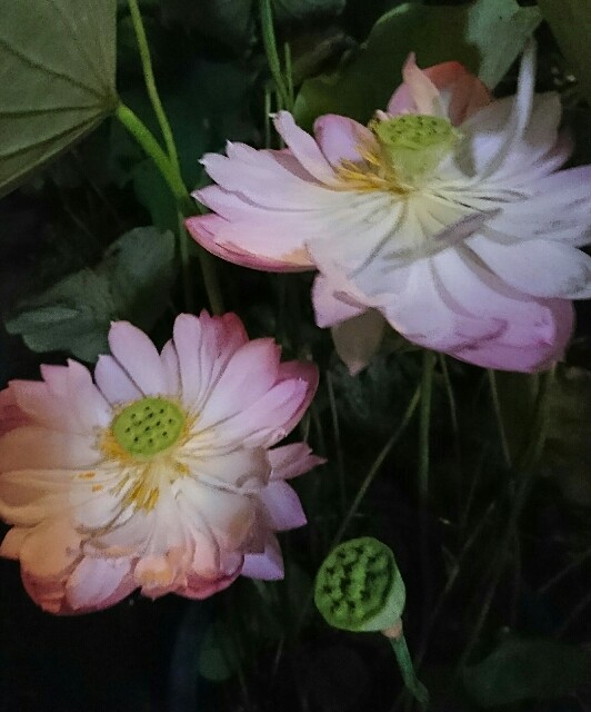 f:id:quatcot:20180821225726j:image