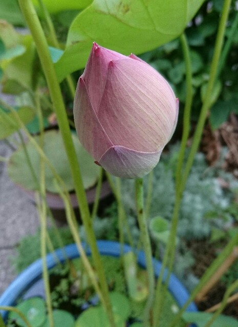 f:id:quatcot:20180821225958j:image
