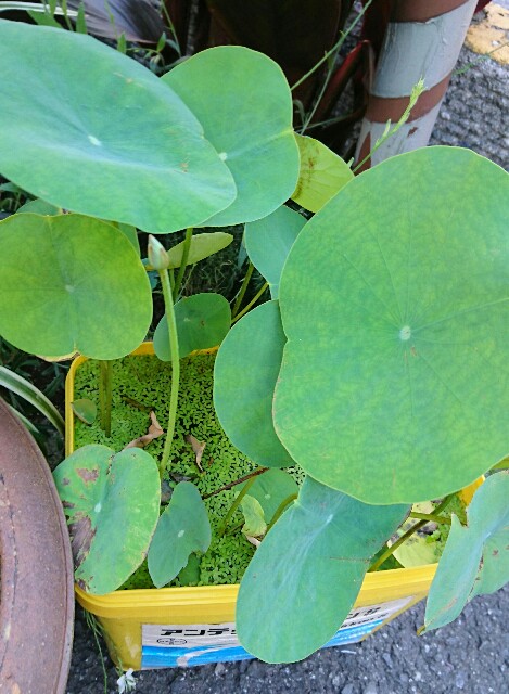 f:id:quatcot:20180826220923j:image