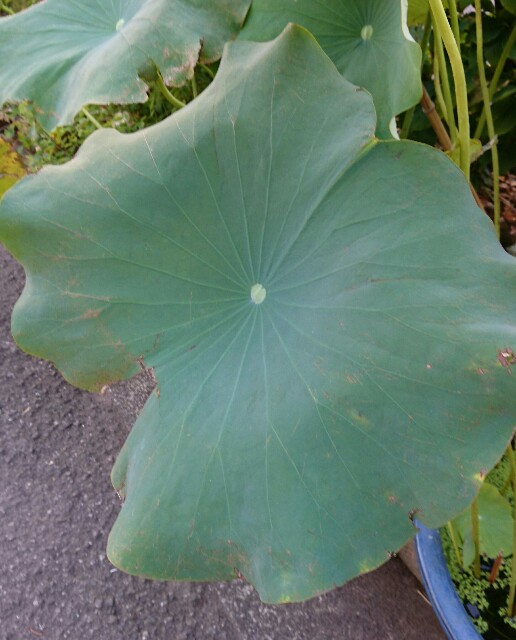 f:id:quatcot:20180826221535j:image