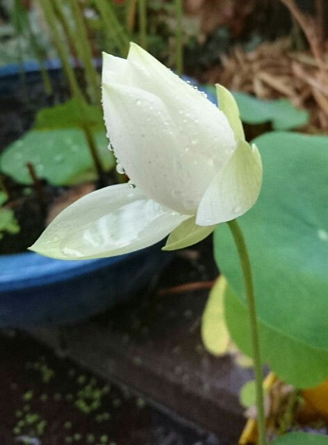 f:id:quatcot:20180905175651j:image