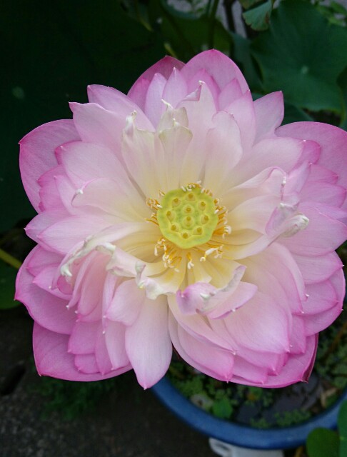f:id:quatcot:20180912204941j:image