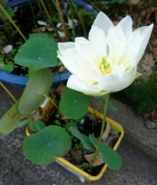 f:id:quatcot:20180912205014j:image