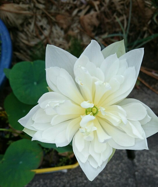 f:id:quatcot:20180912205042j:image