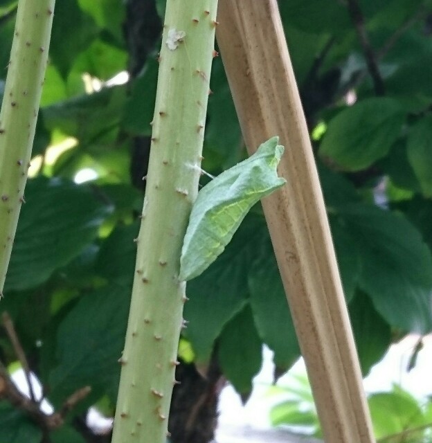 f:id:quatcot:20180912205056j:image