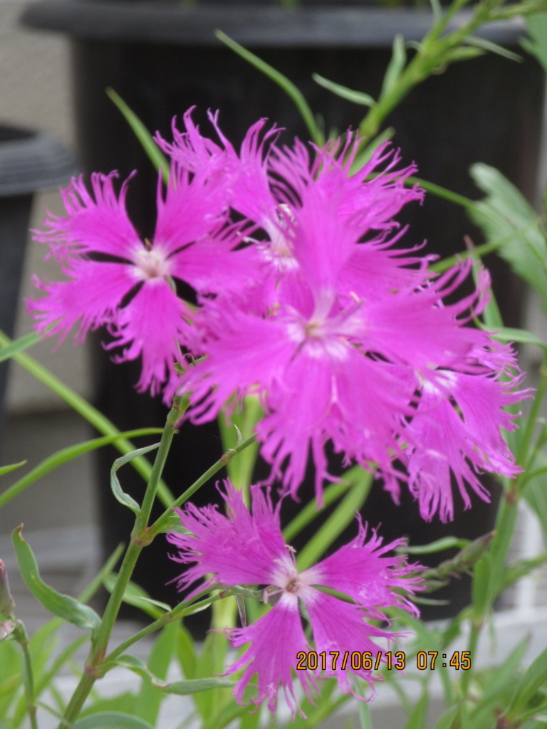 f:id:quetzal2013:20170614143928j:plain f:id:quetzal2013:20170614143928j:plain