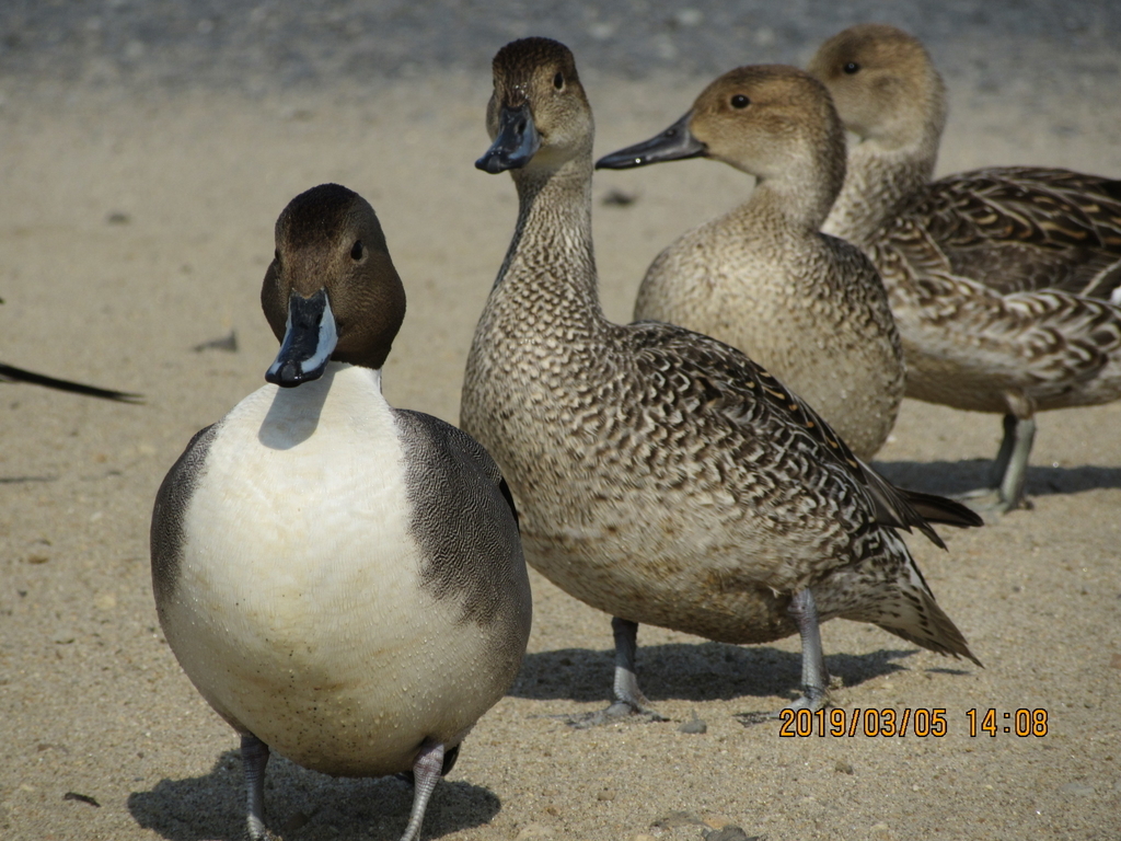 f:id:quetzal2013:20190307121716j:plain f:id:quetzal2013:20190307121716j:plain