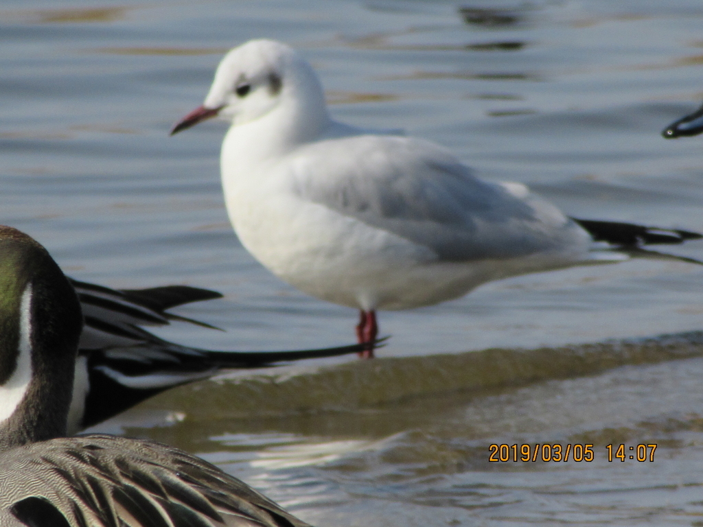 f:id:quetzal2013:20190307121743j:plain f:id:quetzal2013:20190307121743j:plain