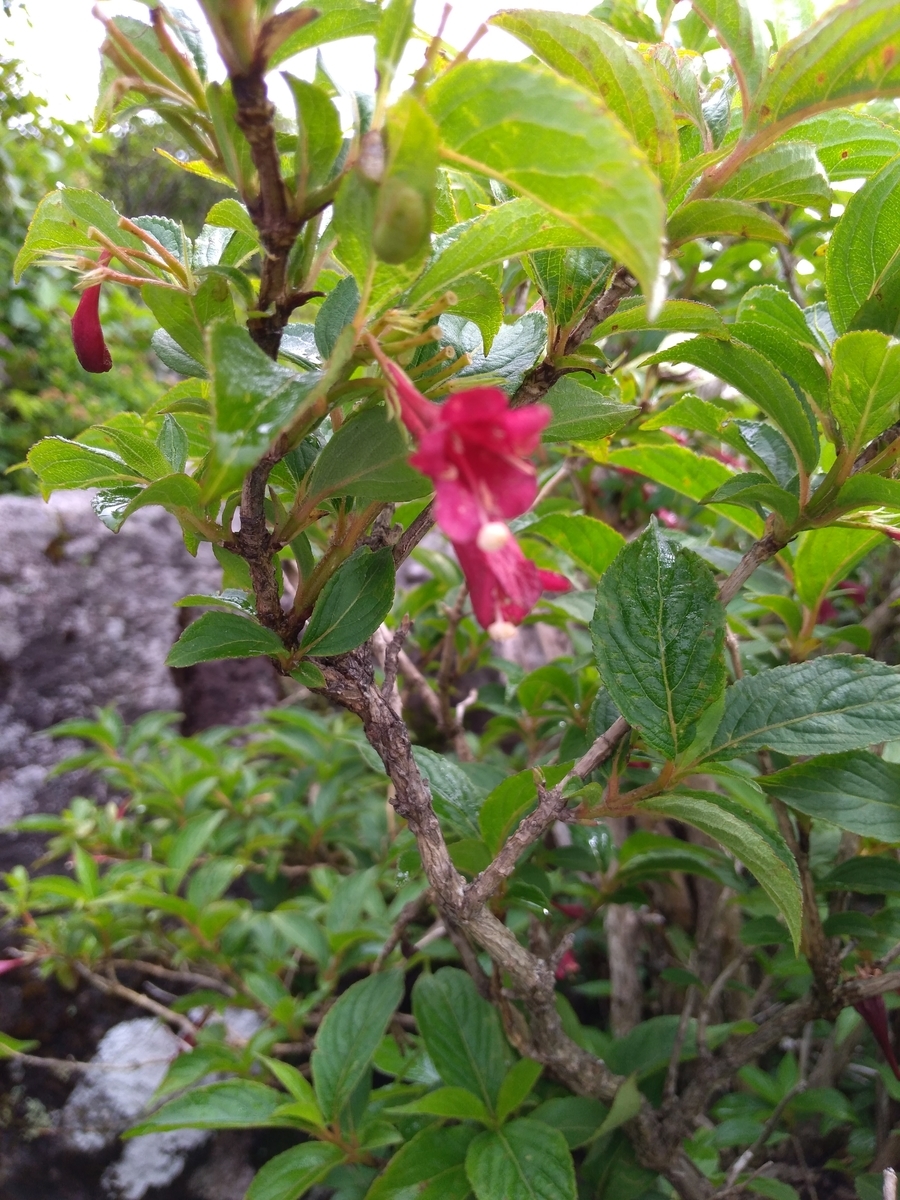 f:id:quetzal2013:20190723085011j:plain f:id:quetzal2013:20190723085011j:plain