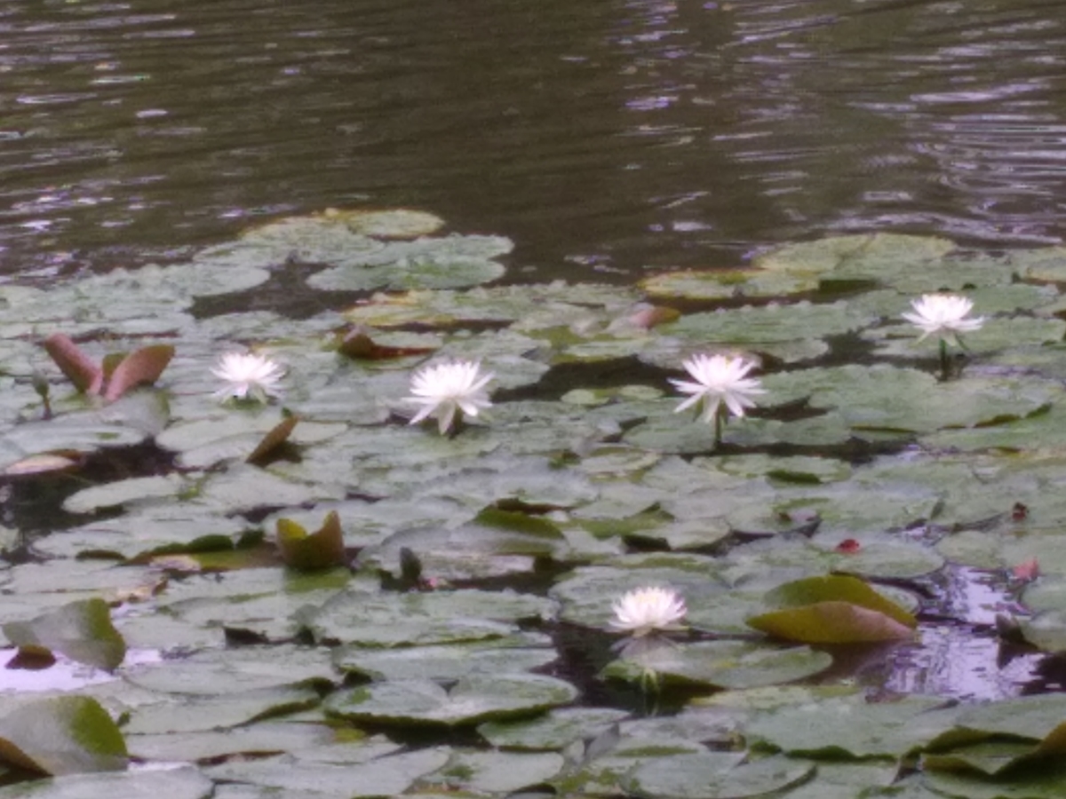 f:id:quetzal2013:20190814102345j:plain f:id:quetzal2013:20190814102345j:plain