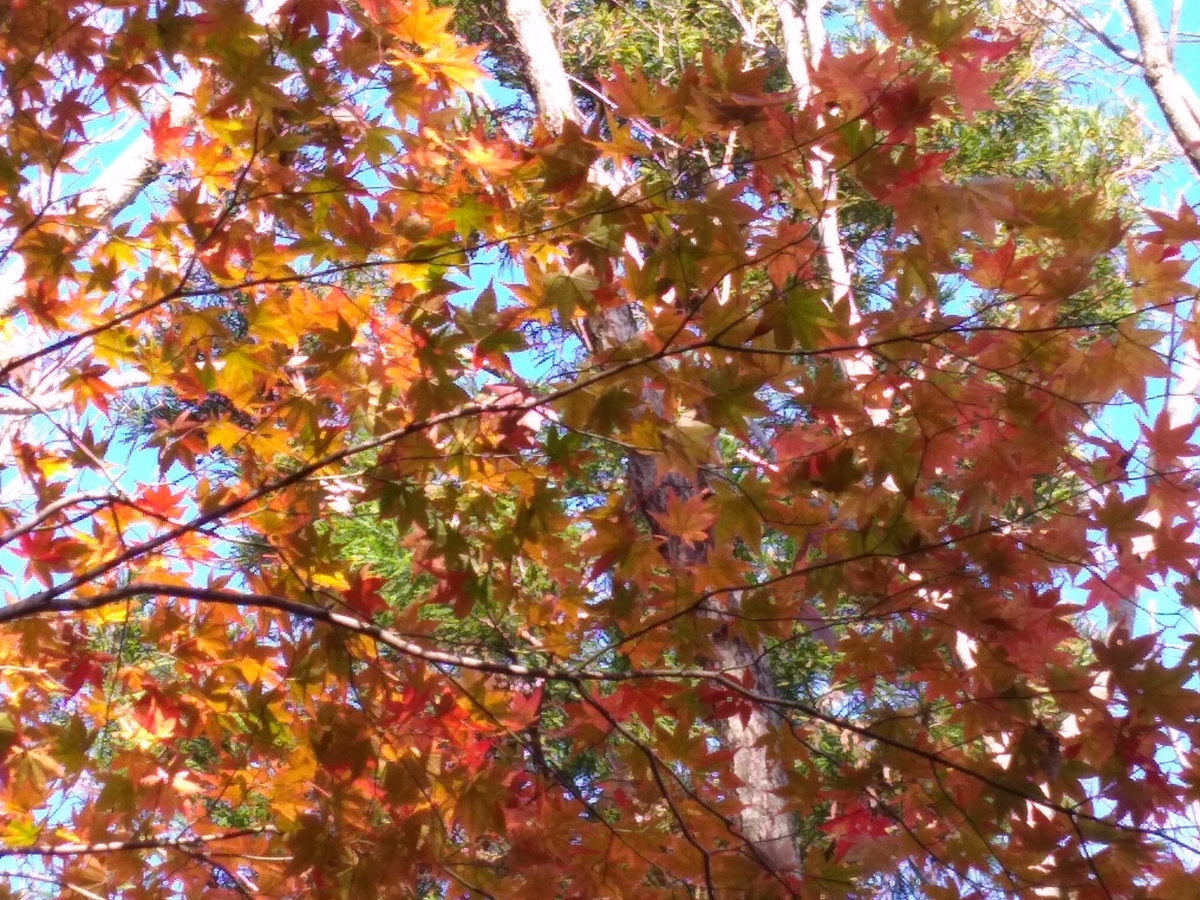 f:id:quetzal2013:20191103230721j:plain f:id:quetzal2013:20191103230721j:plain