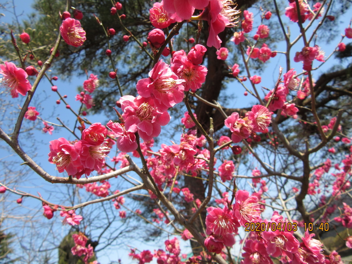f:id:quetzal2013:20200406203726j:plain f:id:quetzal2013:20200406203726j:plain
