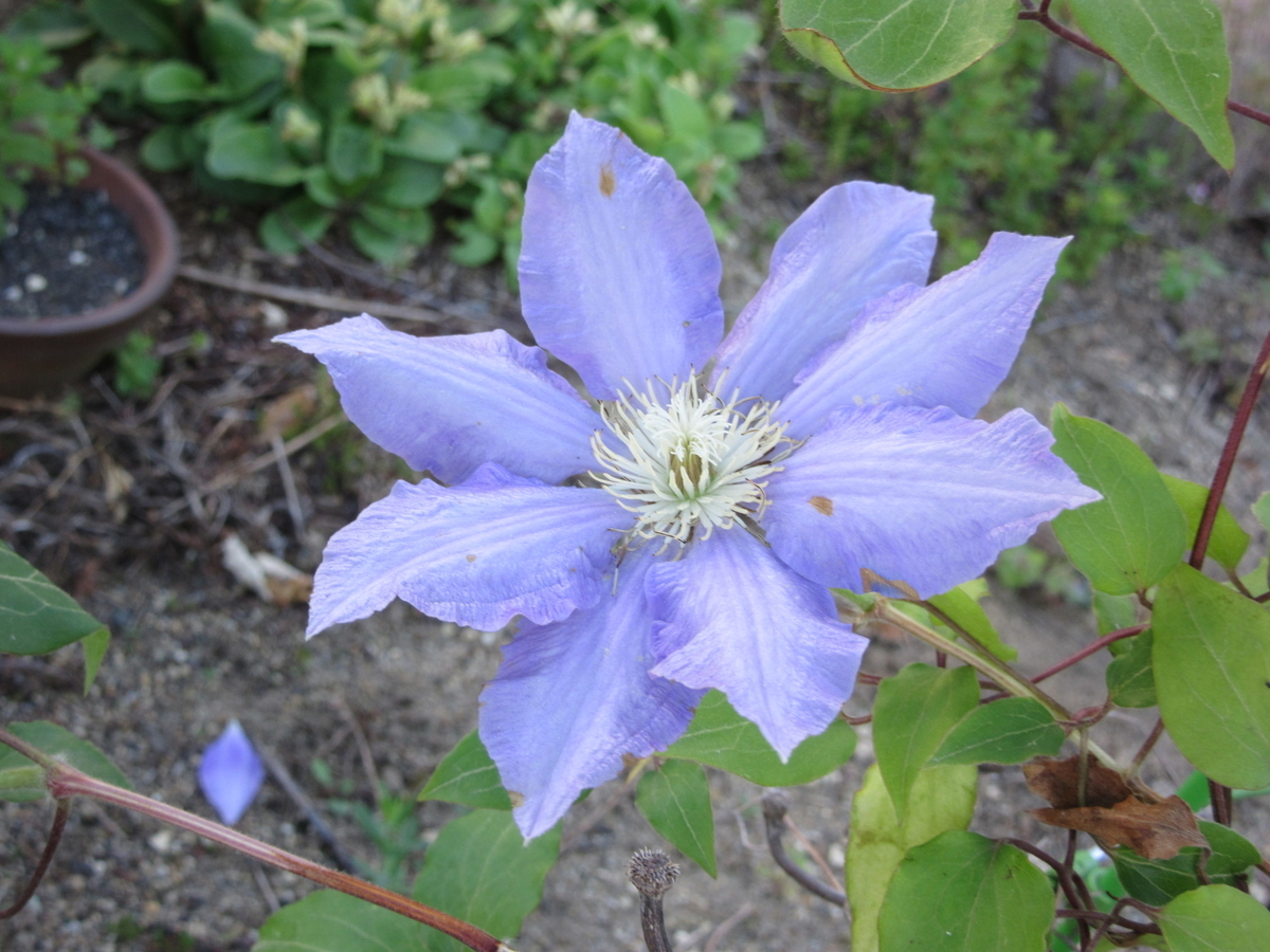 f:id:quetzal2013:20200530133418j:plain f:id:quetzal2013:20200530133418j:plain
