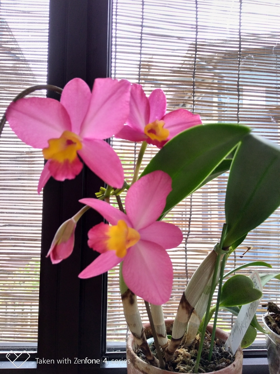f:id:quetzal2013:20200613101751j:plain f:id:quetzal2013:20200613101751j:plain