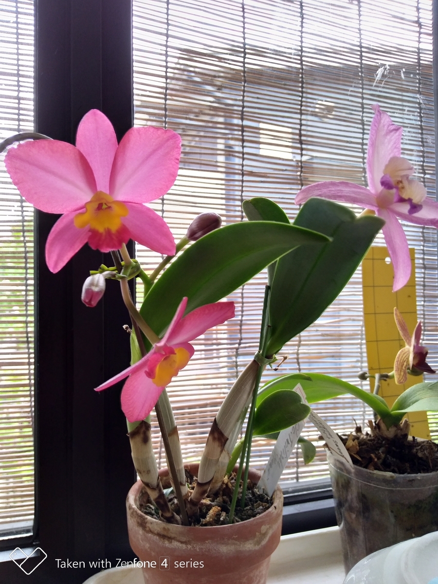 f:id:quetzal2013:20200613101822j:plain f:id:quetzal2013:20200613101822j:plain