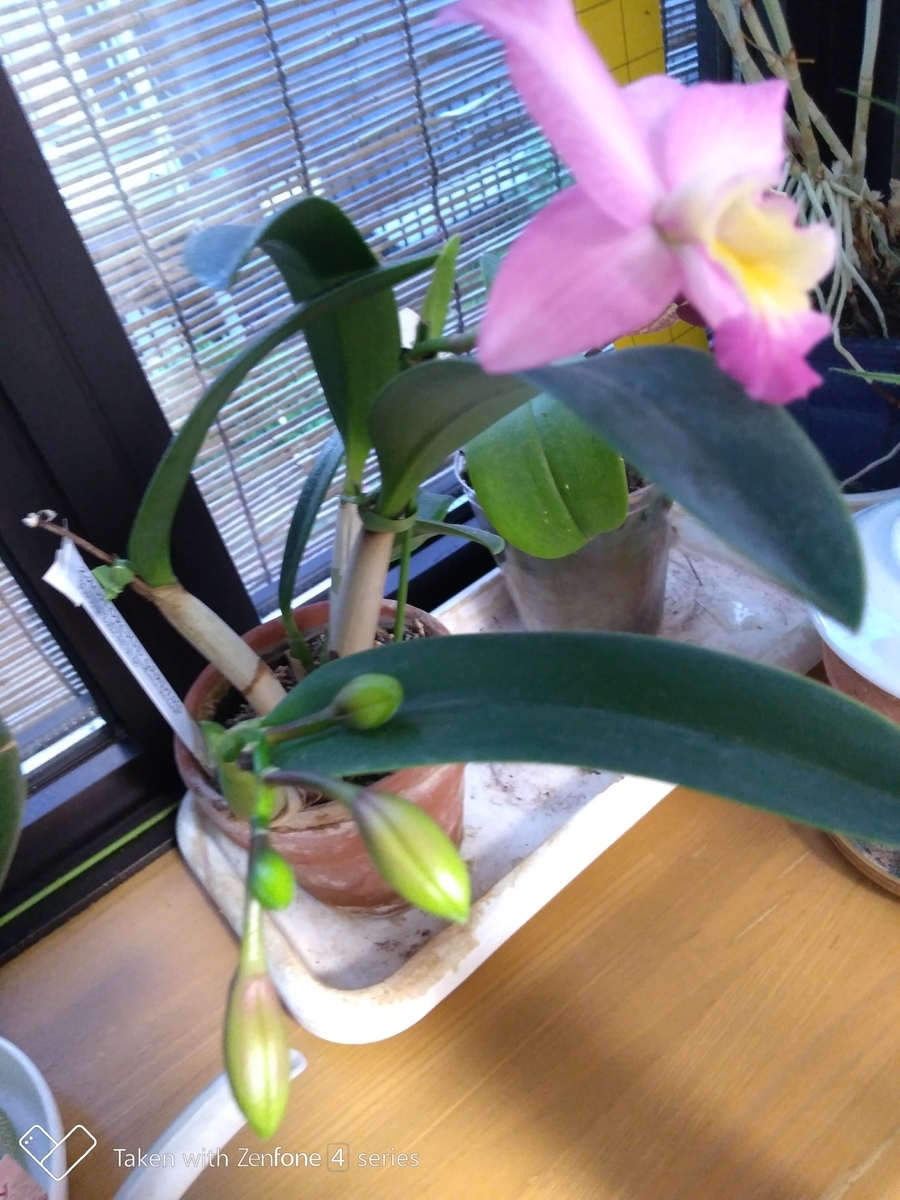 f:id:quetzal2013:20200613101859j:plain f:id:quetzal2013:20200613101859j:plain