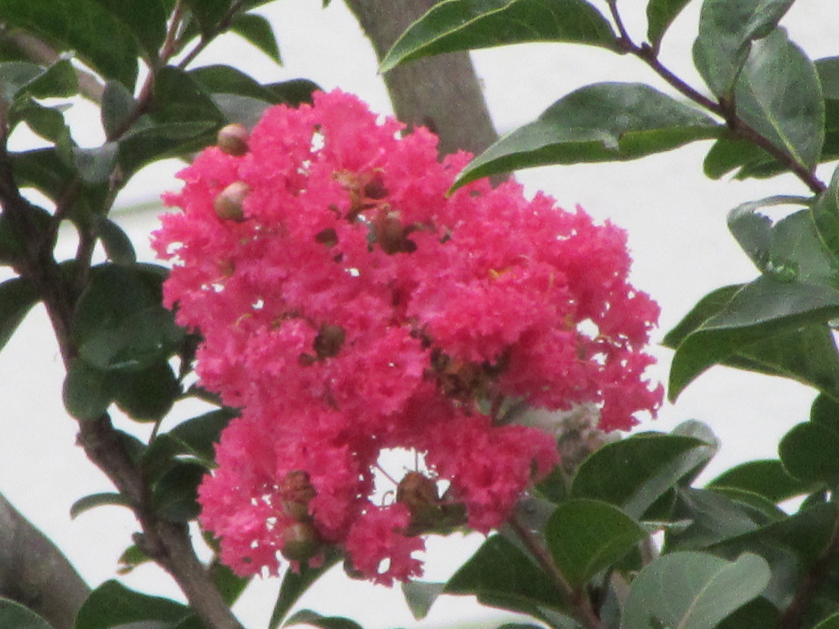 f:id:quetzal2013:20200920173239j:plain f:id:quetzal2013:20200920173239j:plain