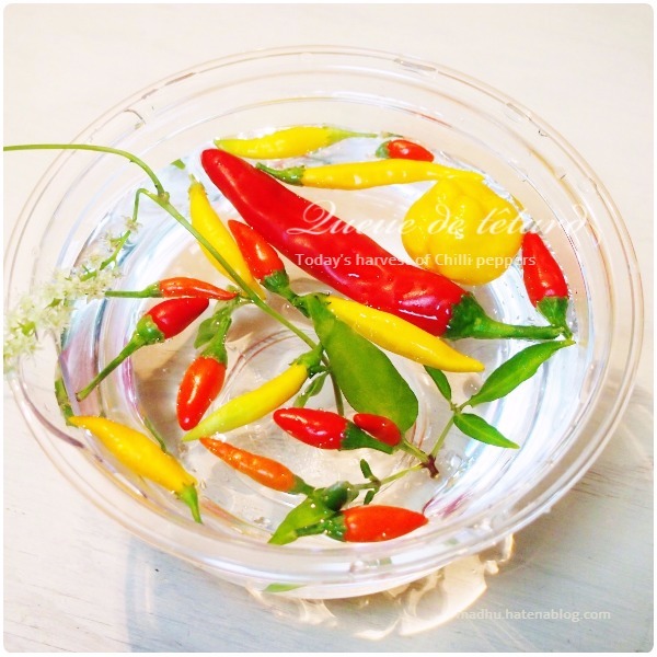 f:id:queuexqueue:20171016192324j:plain f:id:queuexqueue:20171016192324j:plain