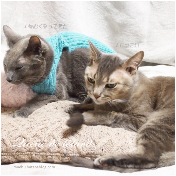 f:id:queuexqueue:20190219091729j:plain f:id:queuexqueue:20190219091729j:plain