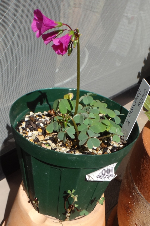 f:id:quick_past:20160313001430j:image:w360