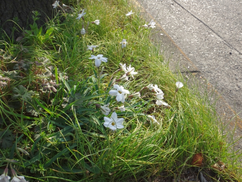 f:id:quick_past:20160321222449j:image:w360