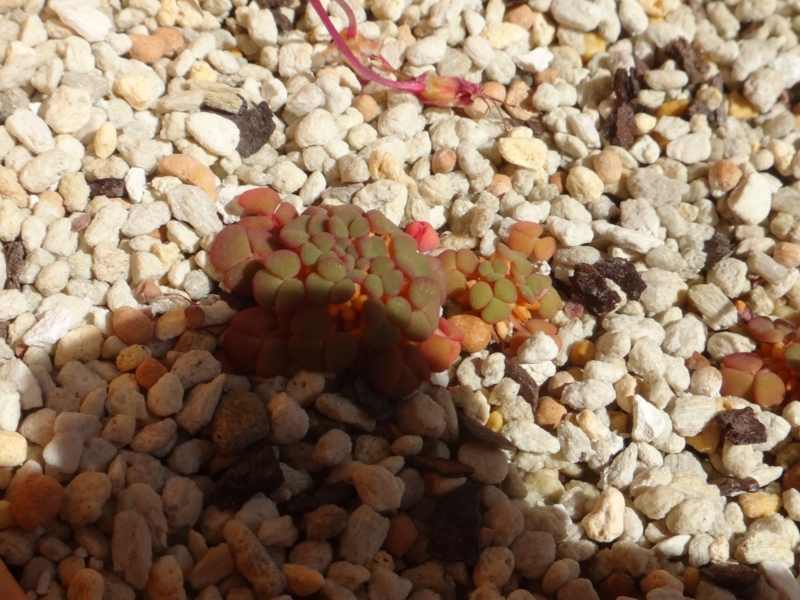 f:id:quick_past:20160412191346j:image:w640