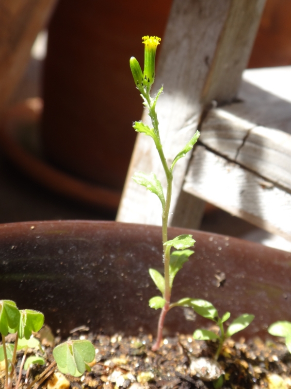 f:id:quick_past:20160412191347j:image:w640