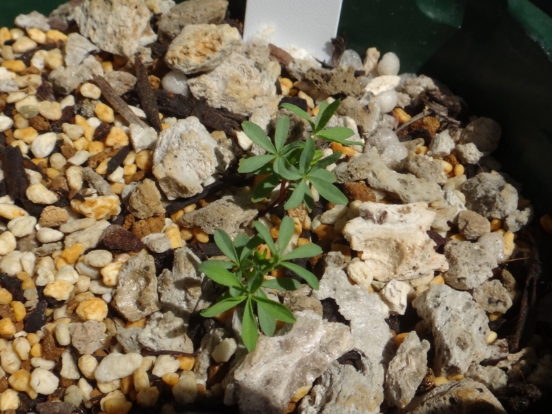 f:id:quick_past:20160412191348j:image:w640