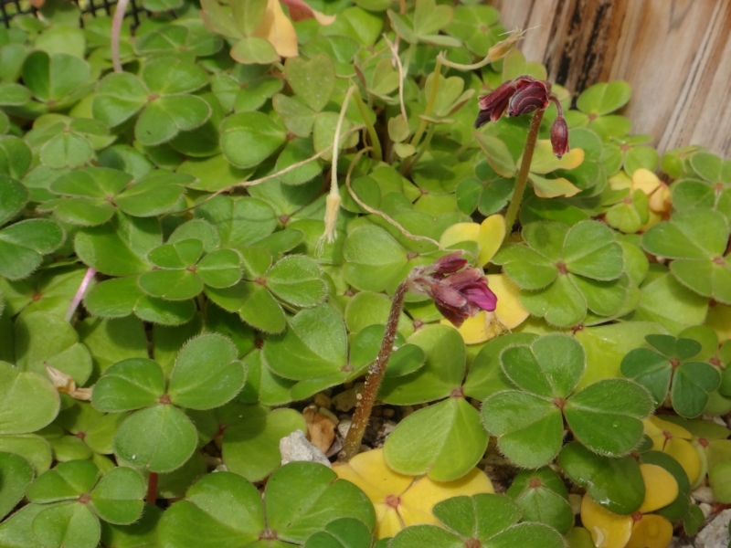 f:id:quick_past:20160412191355j:image:w640