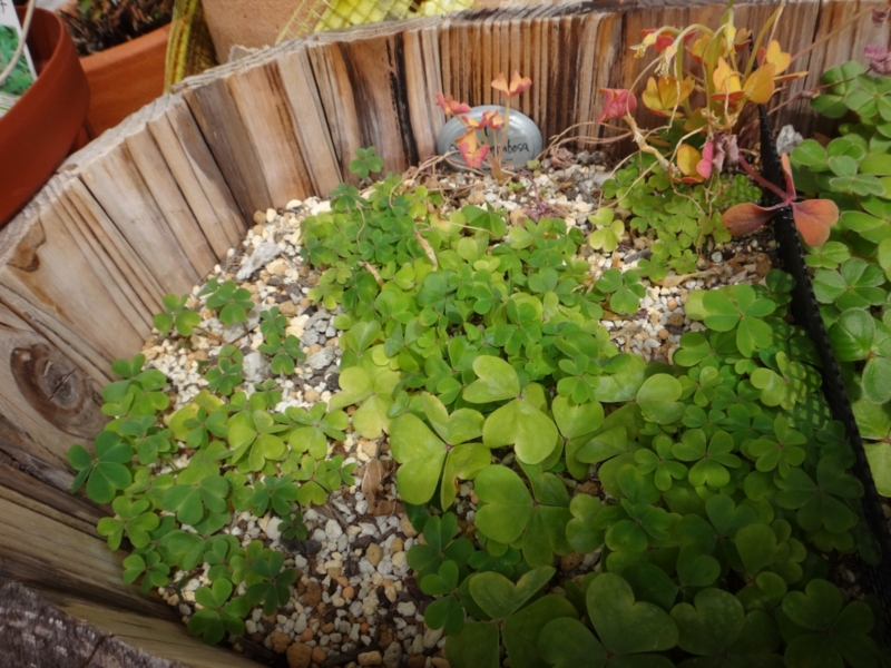 f:id:quick_past:20160412191356j:image:w640